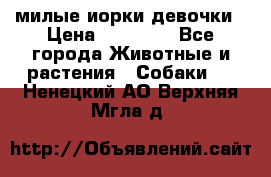 милые иорки девочки › Цена ­ 15 000 - Все города Животные и растения » Собаки   . Ненецкий АО,Верхняя Мгла д.